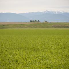 Gallatin Valley cover crop in Spring with snow-covered mountains in the background