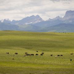 Cattle graze on rangeland in Glacier County, Montana. Chief Mountain is visible in the distance.