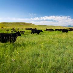 Black Angus cows graze green rangeland in Judith Basin County, Montana