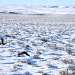 Sage grouse fly over snow-covered sagebrush steppe in Phillips County, Montana