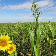 Mixed cover crop including sunflower, millet and sorghum, Sheridan County, Montana