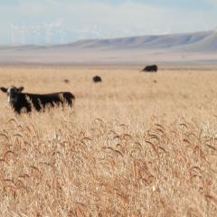 Cattle graze a cover crop with wheat in the foreground, Toole County, Montana