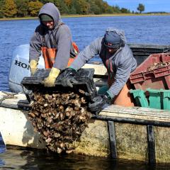 Workers deploying oyster shells from a boat.