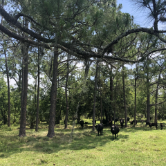 Cattle enjoying shade on Ravensworth Farms in South-Central Florida. The farm is protected by a conservation easement that ensures agricultural production will continue into perpetuity  (Credit – The Nature Conservancy/Wendy Mathews)