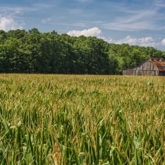 Corn in the foreground, with trees and a barn in the background and cloudy blue skies above.