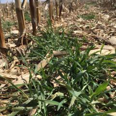Cover crop growing in corn debris
