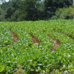 picture of green soybeans in a cover crop understory
