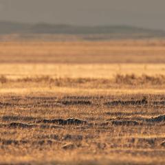 A sage grouse looks out over a sagebrush steppe