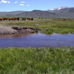 A herd of cows gathers in a field with a stream in the foreground