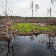 A wetland in Maryland