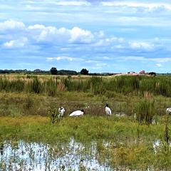 Wood storks, a threatened species, in a Florida wetland