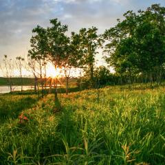 Meadow at sunset with light shining through a stand of trees with a prairie in the foreground and a farm pond in the background