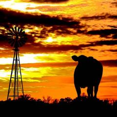 Sunset view of cattle and windmill