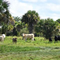 Cattle graze at Aaron Agriculture ranch in Okeechobee County Florida