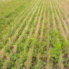 Field planted with cover crops
