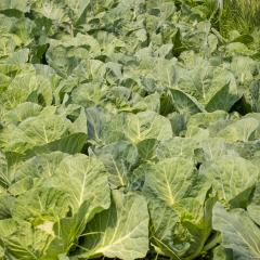 Organic cabbage plants in mulched garden