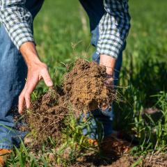 Loose, uncompacted soil, healthy roots, earthworms and soil moisture are indications of healthy soil.