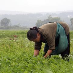 A woman farmer works in a field.
