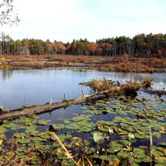 A wetland in Massachusetts.