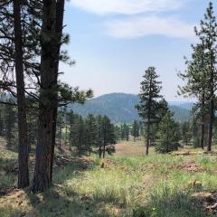 Photo of forest in Northern Front Range post treatment