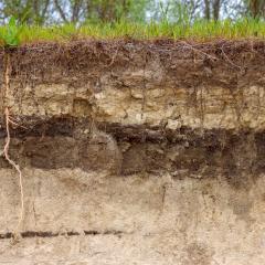 Cross section of soil from grass surface down showing roots and soil composition