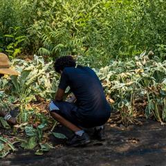 Two men squatting in and examining cabbages