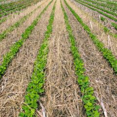 Soybeans planted into a cereal rye cover crop.