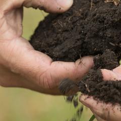 Hands holding a clump of soil