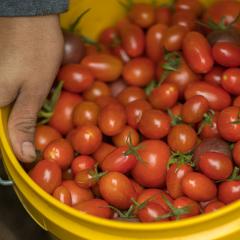 Bucket of small tomatoes