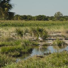 Wetland area, palm tree, grass, and egret bird, on a cattle ranch in Florida.