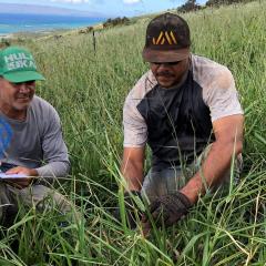 David Duvauchelle (left) and John Colon (right) evaluate plant growth for a rain-fed forage establishment study.