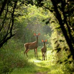 Doe and fawn in the clearing of a forest