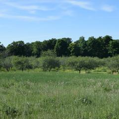 Pollinator habitat adjacent to a blueberry orchard in southwest Michigan.