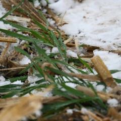 snowy cover crop