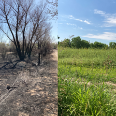 Side by side photos of land before and after fire recovery