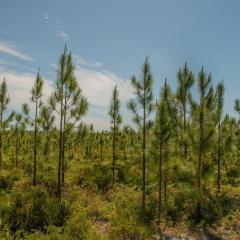 Florida pine trees