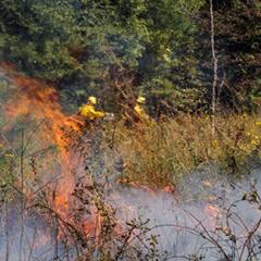Prescribed Burning in a Joint Chiefs' forestry boundary.