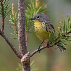 Small grey bird with yellow chest sitting on a pine tree branch