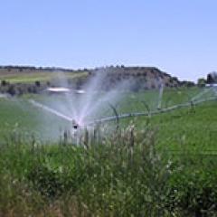 Irrigation Sprinklers in a field