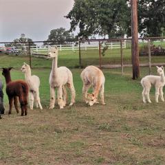 Alpacas can be seen standing outside at a ranch