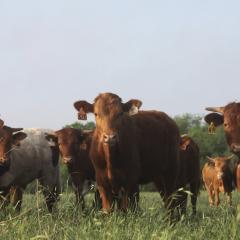 Cows outside in a field 