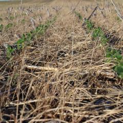 Rye biomass with Soybeans