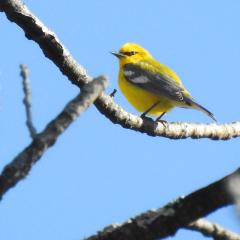 Blue-winged warbler perched on a branch. This bird is yellow with a grayish-blue wing, patched with white, and a black beak.