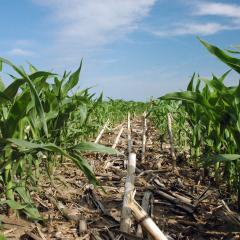Field of growing corn, with stubble remaining from no-till practices and cloudy blue skies above.