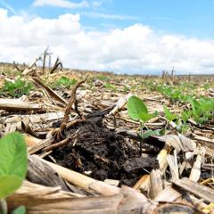 Soybeans grow through corn stubble in a no-till field, with cloudy blue skies above.