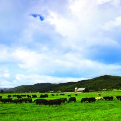 Cows Grazing Pasture