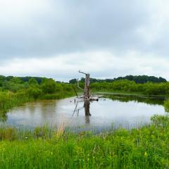 Wetland easement with standing deadwood in the center of the water, which is surrounded by green plants. There are cloudy skies above.