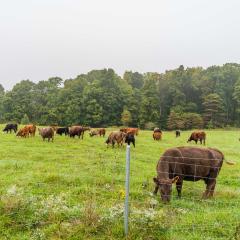 Cows graze in a field at Jerry Bates' cattle operation in Cloverdale, IN.