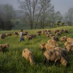 farmer walking among sheep grazing in a pasture