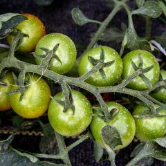 Photo of Tomatoes on the vine by John Markon.